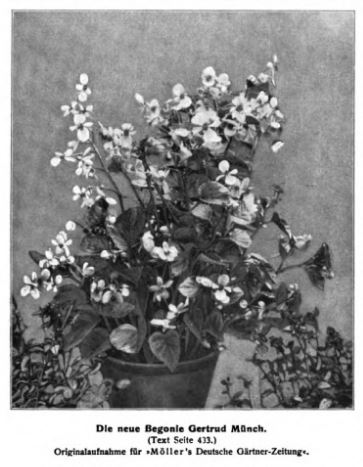 B. ‘Gertrud Munch’